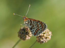 mélitée orangée male1